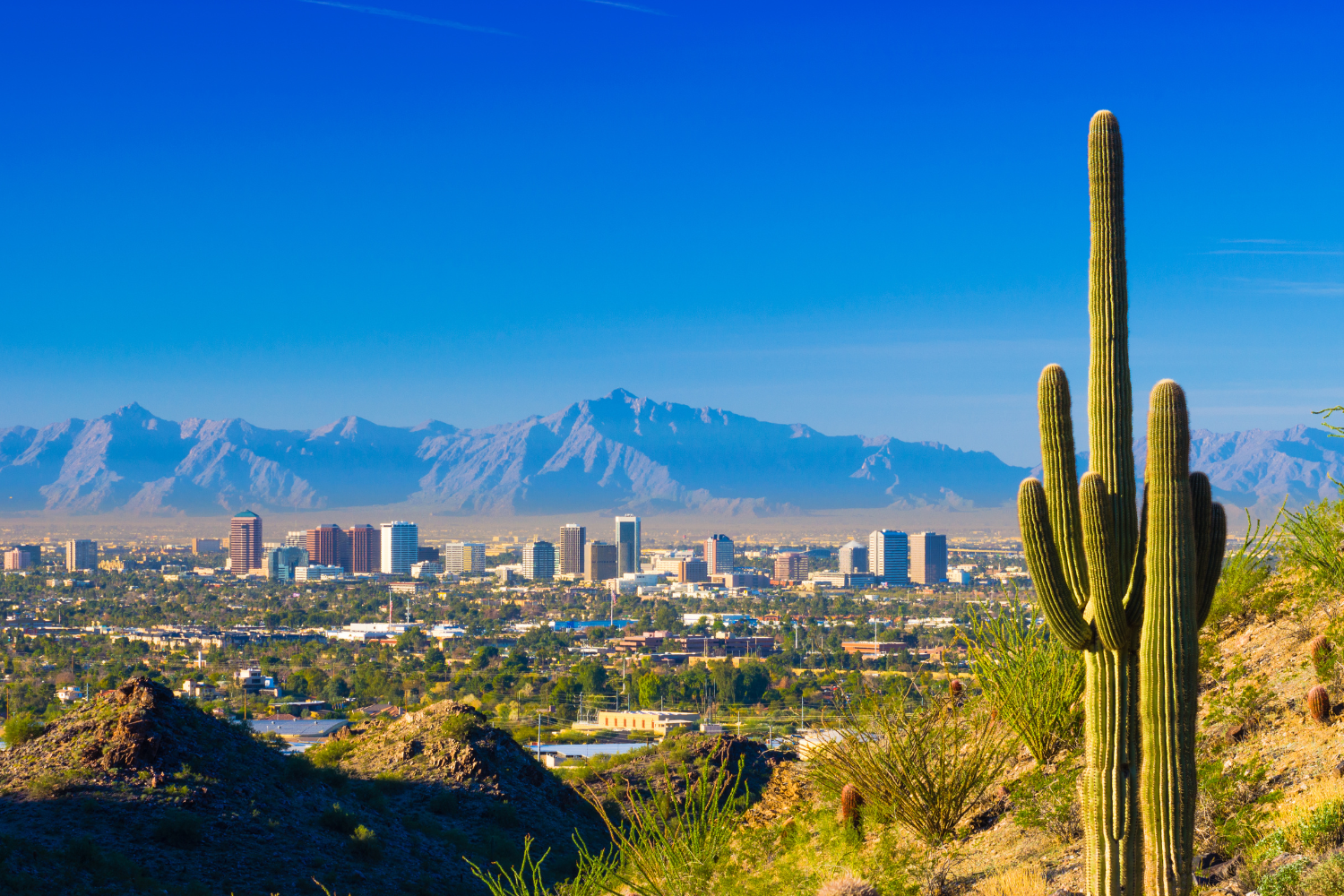 Phoenix skyline with desert landscape, featuring a prominent saguaro cactus and distant mountains, representing the local environment for Solitude Marketing's digital marketing services.