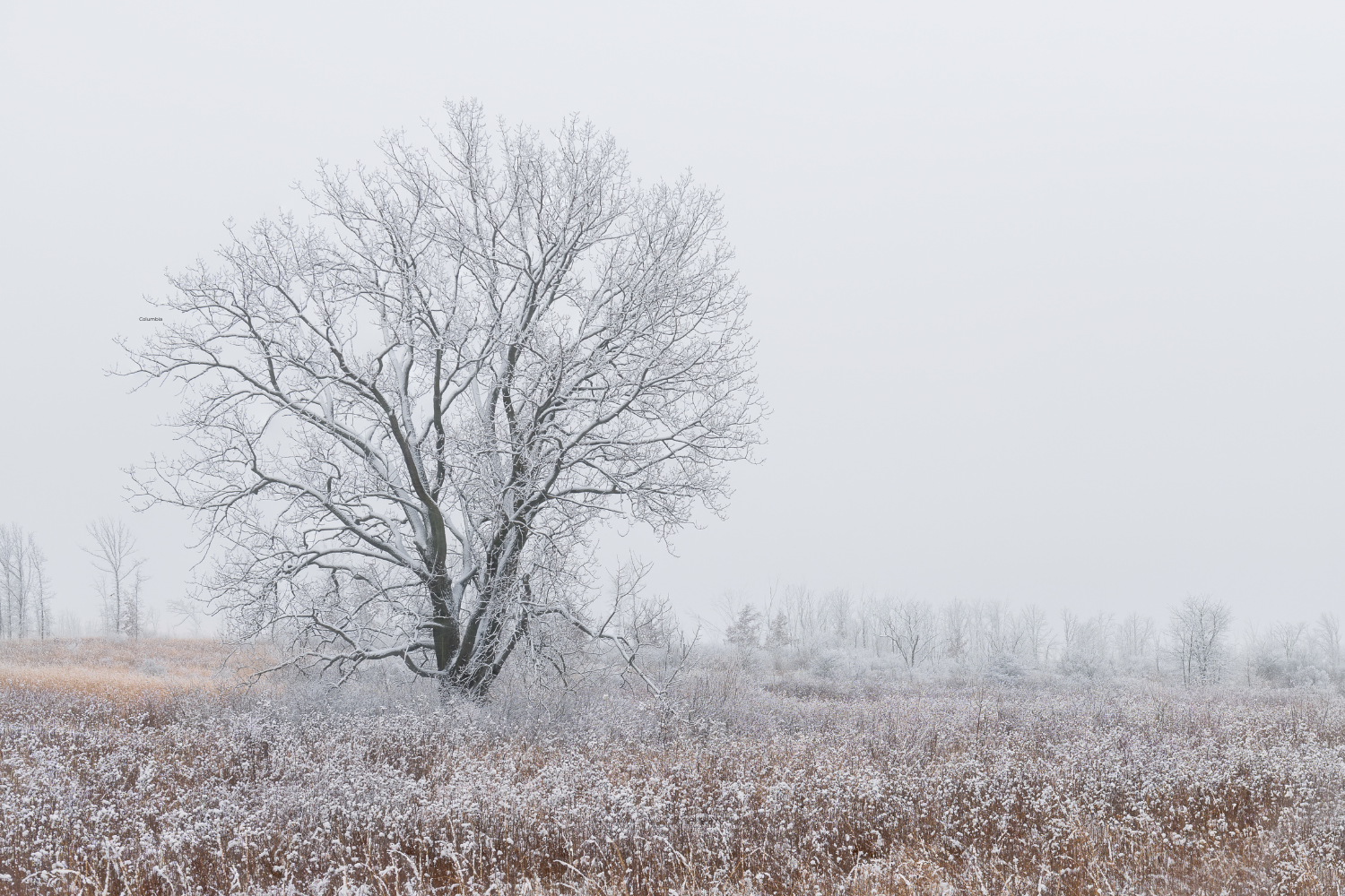 Photo Of Oak Park, Illinois